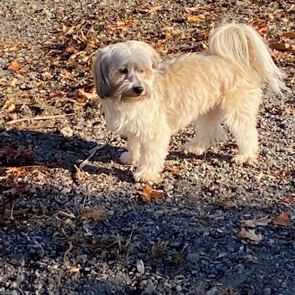 White Havanese Male Dog